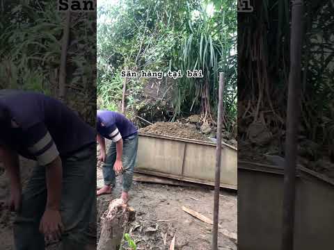 Săn hàng bãi #daquy #daquythiennhien