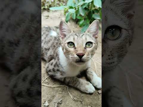 My little angel 😇✨🧿😺 #adorablecats #kittenlove #catlove #comedyshorts #cutecat #petcat #cats