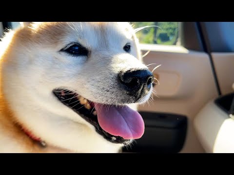 柴犬らんまるの元気な散歩と暑さ対策について サムネイル
