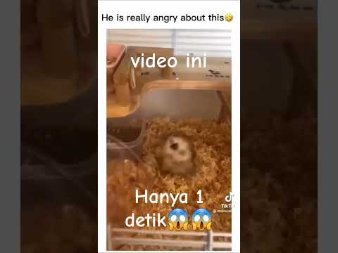 hamster politik🐹🔥🔥 #memecringe #pokemon #memes #funny #pokemongo #jokowi #kocak #chickengun