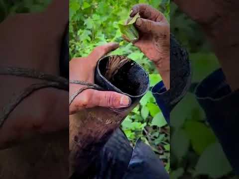 The Slow Art of Harvesting Tree Sap (Every Drop Matters)