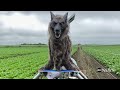 ‘Monster Wolf’ aims to spook Japan’s wildlife problem away  - 01:19 min - News - Video