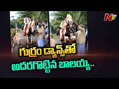 Balakrishna enjoys horse riding on Sankranti festival, viral video Balakrishna enjoys horse riding on Sankranti festival, viral video