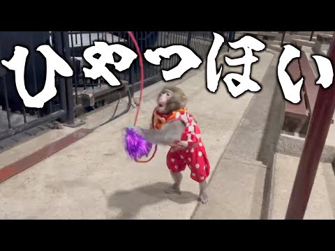 もらったおもちゃが気に入りすぎて狂って踊る子猿のシンくんww