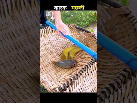 कारक मछली 😱 #aivideo #fishing #fascinatinginformation #amazingfacts #youtubeshorts #facts