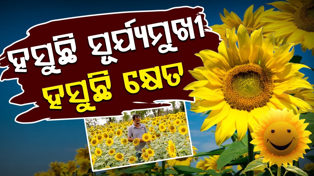 ହସୁଛି_ସୂର୍ଯ୍ୟମୁଖୀ...ହସୁଛି କ୍ଷେତ...ଯିଏ ଦେଖୁଛି ଦଣ୍ଡେ ଠିଆ ହୋଇ ନେଉଛନ୍ତି ସେଲ୍ଫି || BADAKHABAR TV