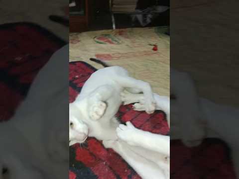 Cat Born As A Fighter 🤣#cat #funny #funnyanimal #fight #catfunny