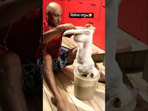 निर्लज्ज रामू🐈🤣 #shorts #ytshorts #funnycats #animals #pets #animallovers #voiceforvoiceless