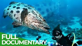 בעלי חיים ימיים באוסטרליה