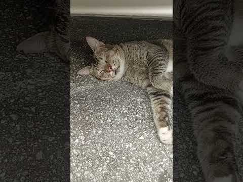 #cat  #cute #nothingimposibleinthisworld #pets #haveitoldyoulatelythatiloveyou #funny