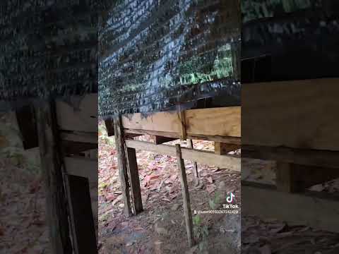 Membersihkan Pondok Durian #music