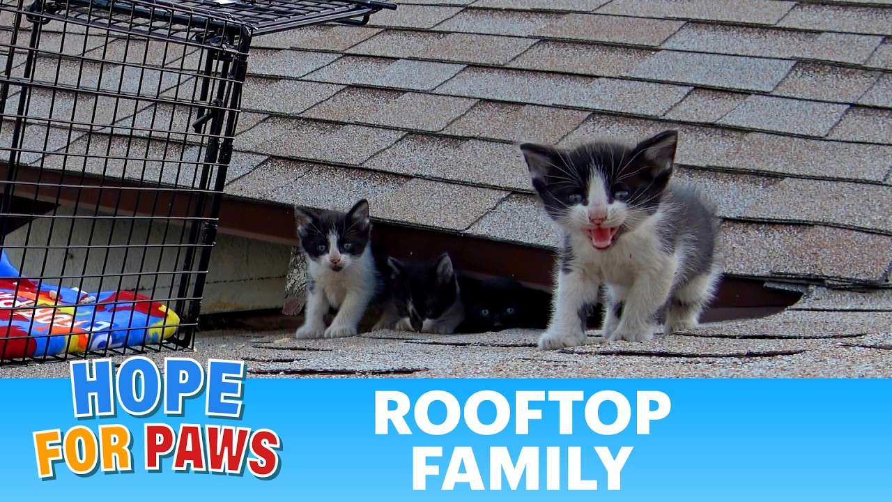 Polydactyl kittens stranded on a hot roof waited to be rescued by Hope For Paws.