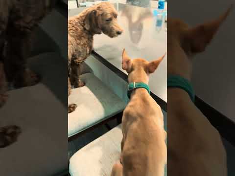 Just Four Good Pups Waiting for Snacks 😋