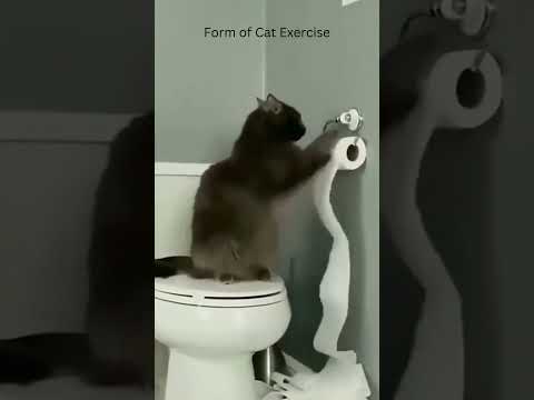Rare form of Cat Exercise! Cat playing with paper. #funny #catshorts #funnycats #catshorts #pets
