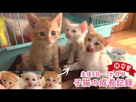 【祝卒業】保健所からやってきた３姉弟の成長記録【生後8日～2か月半】