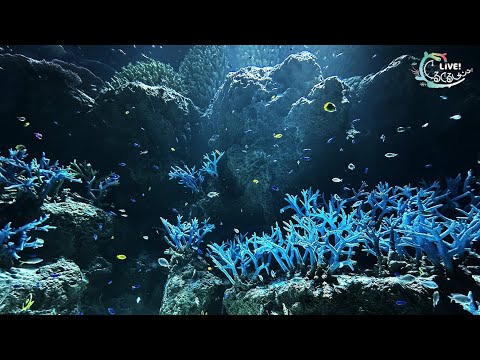 【海遊館】LIVE！ぐるぐるサンゴ！　⑧満月の夜の奇跡