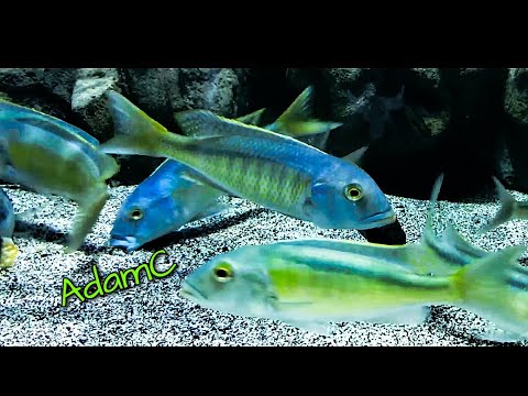STUNNING BUCCOCHROMIS LEPTURUS GREEN GROUP (THE MO This group has begun to look truly incredible, I hope you enjoy the showcase of this extremely rare 