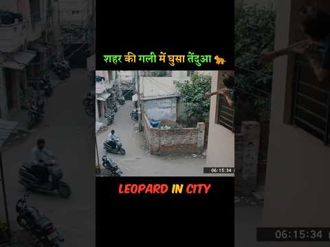 शहर की गली में घुसा तेंदुआ 🐆 | सीसीटीवी में कैद दहशत का मंज़र | Leopard in City #shortsfeed #leopard