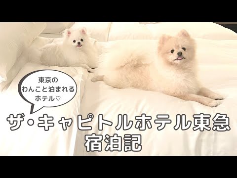ザ・キャピトルホテル東急宿泊記｜わんこと旅行｜ホカンス