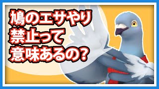 【羽鳥ぽぽぽ】野生鳩のエサやり禁止の効果ってある？【第299羽】