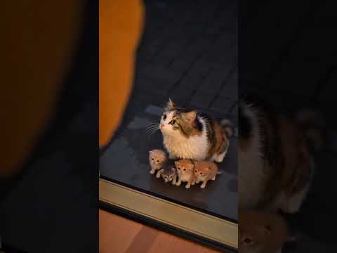 Shelter in the Storm: The Kindness of a Mother Cat