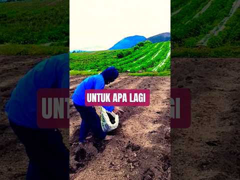 Untuk Apa Lagi - Mansyur S #dangdut #music #shorts