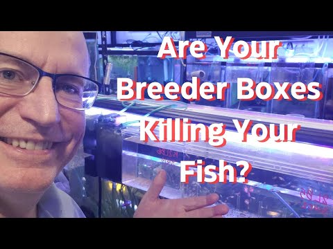 Are your BREEDER BOXES killing your fish?? Let's talk tonight about Breeder Boxes and how to properly use them.