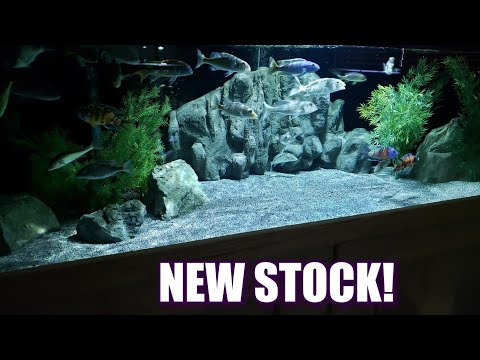 TEASER VIDEO OF THE ALL NEW STOCK IN THE 300 GALLO This video is a short teaser of all the new stock in the 300 gallon, it has pretty much completely t