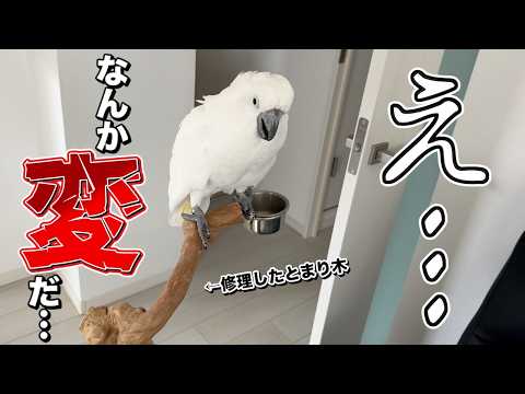 【異変】オウムを修理したとまり木に乗せてみると…？