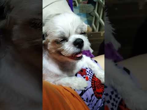 sleepy girl  #shihtzu
