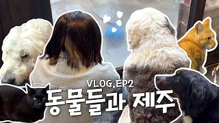 귀여운 거 잔뜩 보고 맛있는 거 잔뜩 먹고💕 | 제주도 브이로그 2편