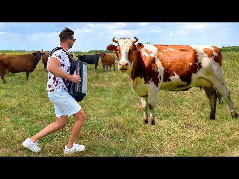 ACCORDIONMAN - Cows reaction to accordion.
