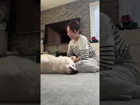 #akitainu 一人っ子タイムを満喫する秋田犬