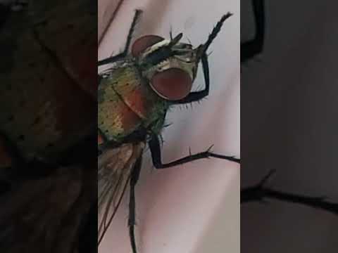 Up close & personal with a house fly in Texas! #HouseFly #ShooFly #Insects