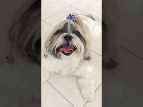 Wait For It... How My Shih Tzu Drinks Water! 💦