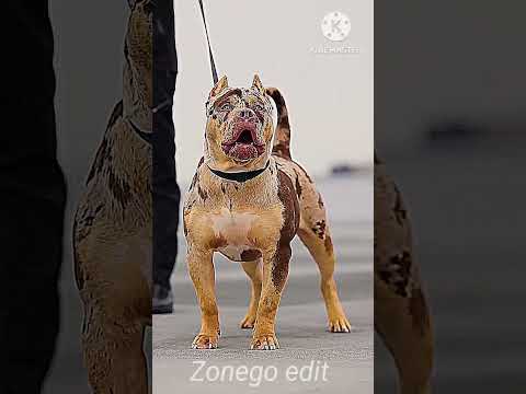 dog Animal Transformation ☠️