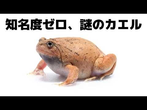 ほぼ放置、謎のカエルの生存を確認します