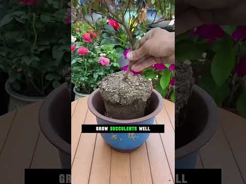 Succulent Potting Hack 🌵🥚 Peanut Shells, Soybeans &amp; Eggshells?||#SucculentCare #USAGardening #plants