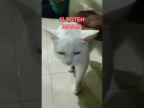 SI POTEH MANJA#cat #cats #catshorts #catvideos #kucing #kucinglucu