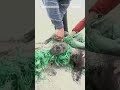 Beachgoers save baby seal from net in South Africa