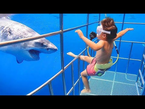 Baby Shark Doo Doo Zoo Babies - TRY NOT TO LAUGH - Funniest Home Videos 2020