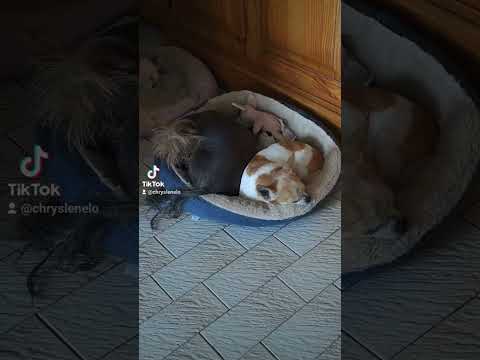 Recherche de tranquillité #humour