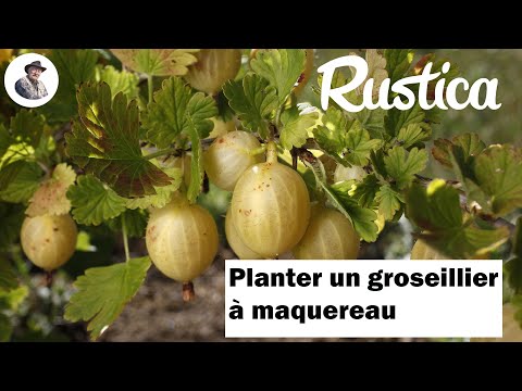 Comment planter un groseillier à maquereau