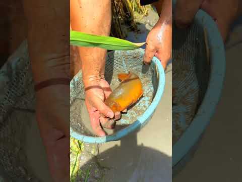 ধানক্ষেতে মাছের পোনা বড় করেছি এখন মাছগুলো বিক্রি করার পালা #ytshorts #shotrs
