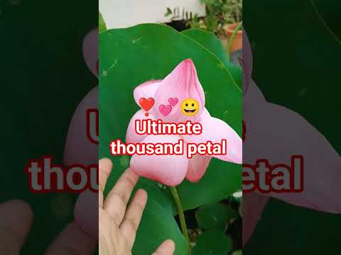 🙏🔥Welcome can retain#our #inner purity#just like #lotus