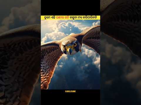 ବାଜ: ସଂସାରର ସବୁଠାରୁ ଦ୍ରୁତ ପକ୍ଷୀ! 🦅 | Fastest Bird in the World