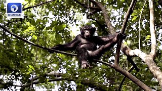 Preserving Chimpanzee Habitat, Coal Pit Transformed Into Oasis + More | Eco Africa