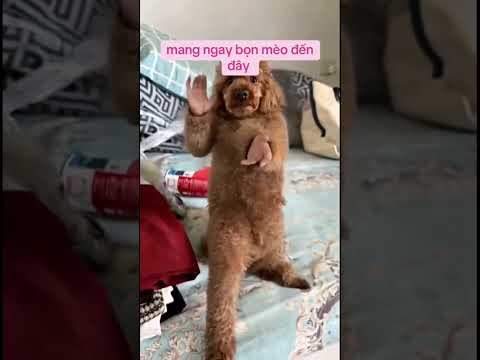 Võ công cao cường quá 😂 #viral #dog #dogs #dogshorts #funny #hàihước
