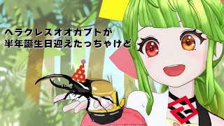 【半年誕生日】カブ太郎の最近ばお知らせするばい！！！ #ヘラクレスオオカブト #舞鶴よかと