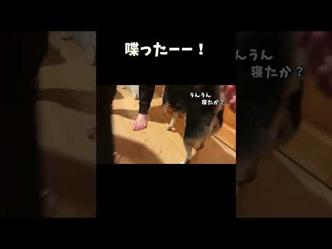 柴犬が喋った！ #柴犬